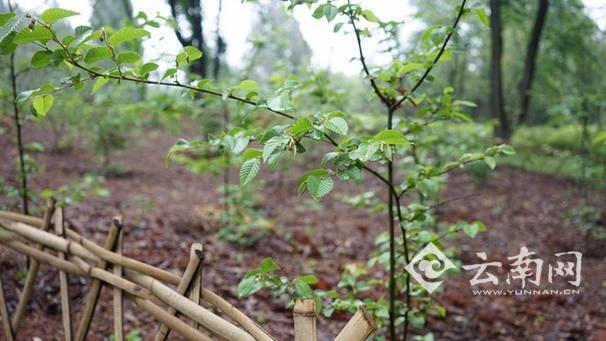 拯救“植物界的大熊猫” 50种极小种群野生植物在昆安家