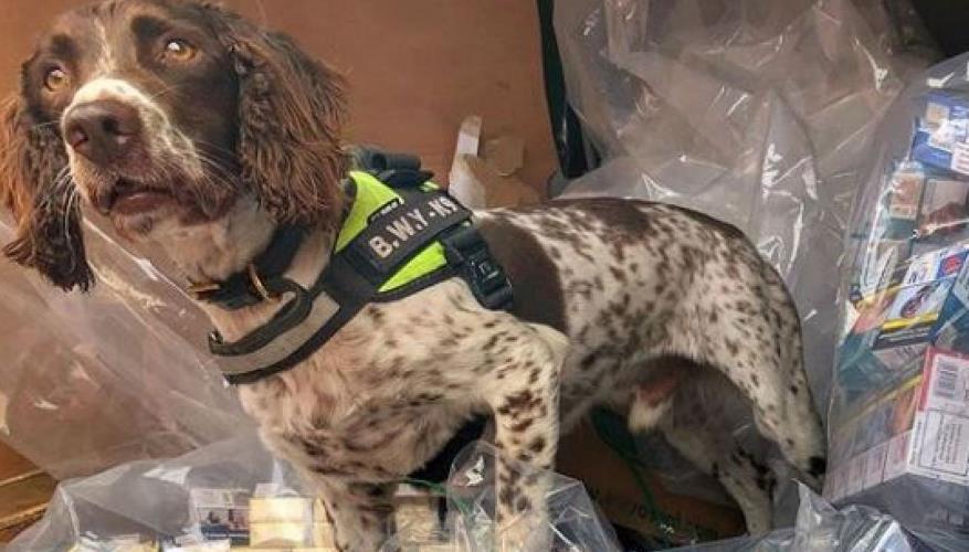 英国警犬多次破案立功 不法分子出22万要其"狗头"