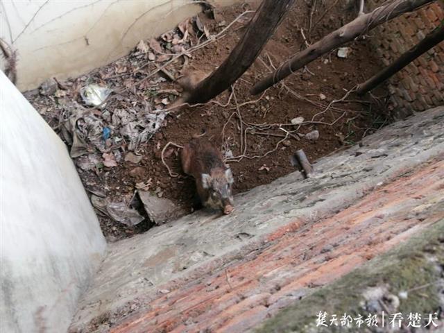 野猪闯入居民区，停留一夜还没走，动物专家赶来麻醉