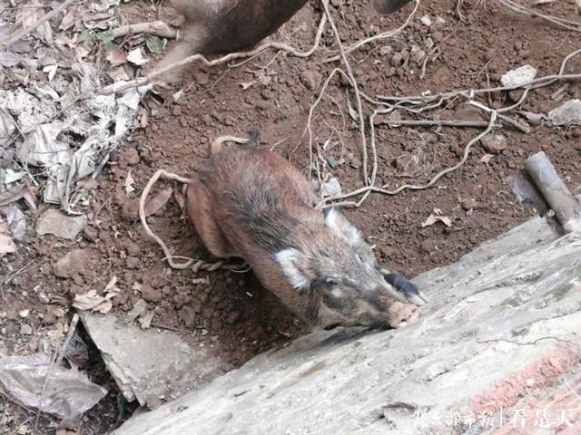 野猪闯入居民区，停留一夜还没走，动物专家赶来麻醉