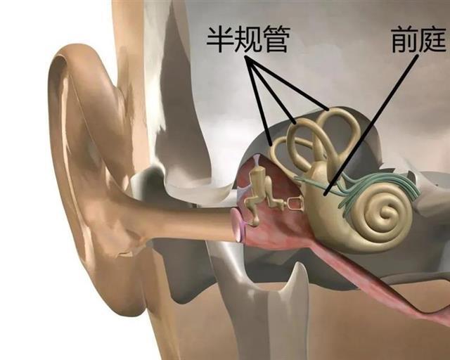 王俊凯突发耳石症？医生提醒：低头族、熬夜党都是高发人群