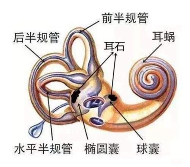 王俊凯突发耳石症？医生提醒：低头族、熬夜党都是高发人群