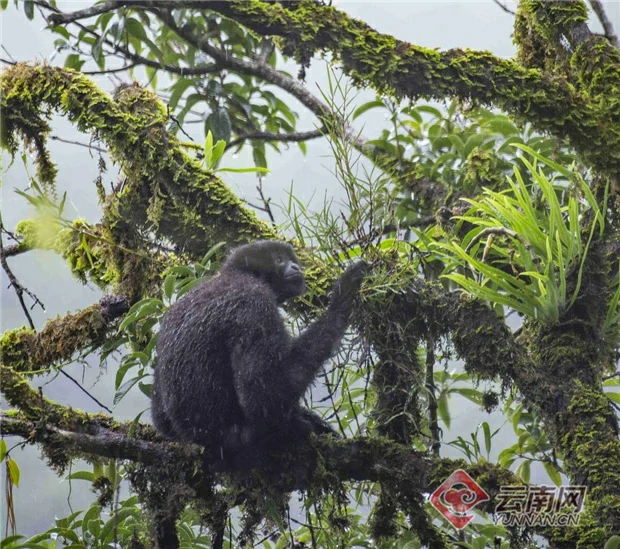 生活在大娘山的天行长臂猿  贾翔 摄