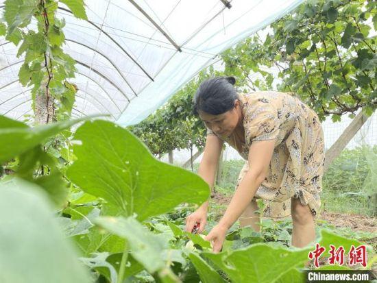 龙纶琼在葡萄藤下种植洞庭湖区本地香瓜。宋梅 摄